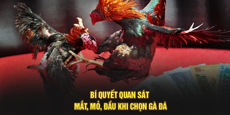 Bí quyết quan sát mắt, mỏ, đầu khi chọn gà đá