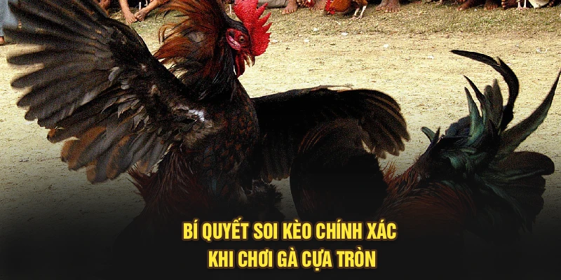 Bí quyết soi kèo chính xác khi chơi gà cựa tròn
