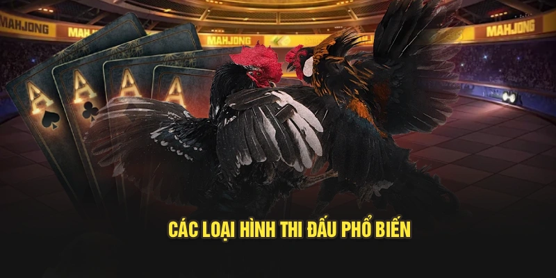 Các loại hình thi đấu phổ biến