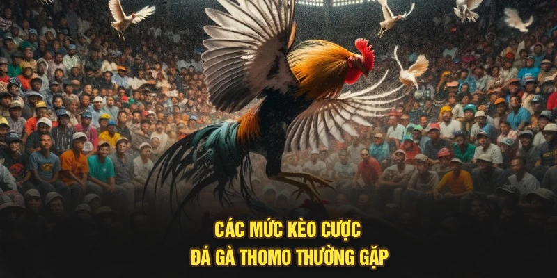 Các mức kèo cược đá gà Thomo thường gặp