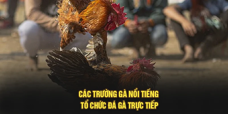 Các trường gà nổi tiếng tổ chức đá gà trực tiếp
