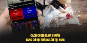 Cách Chọn Gà Đá Chuẩn, Tăng Cơ Hội Thắng Lớn Tại S666