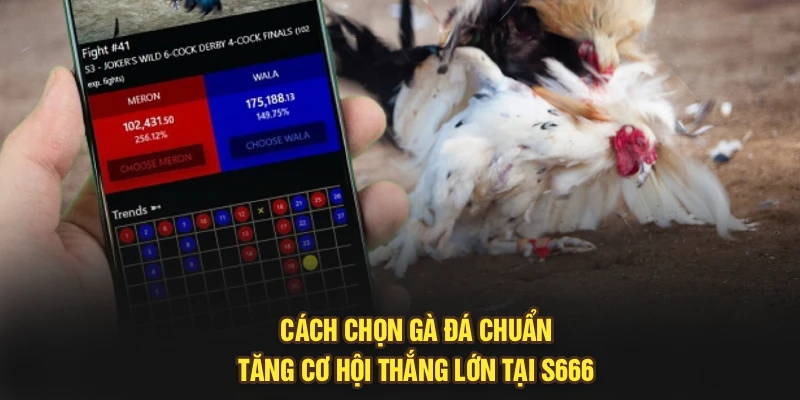 Cách Chọn Gà Đá Chuẩn, Tăng Cơ Hội Thắng Lớn Tại S666