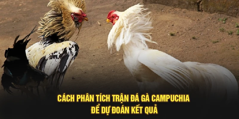 Cách phân tích trận đá gà Campuchia để dự đoán kết quả