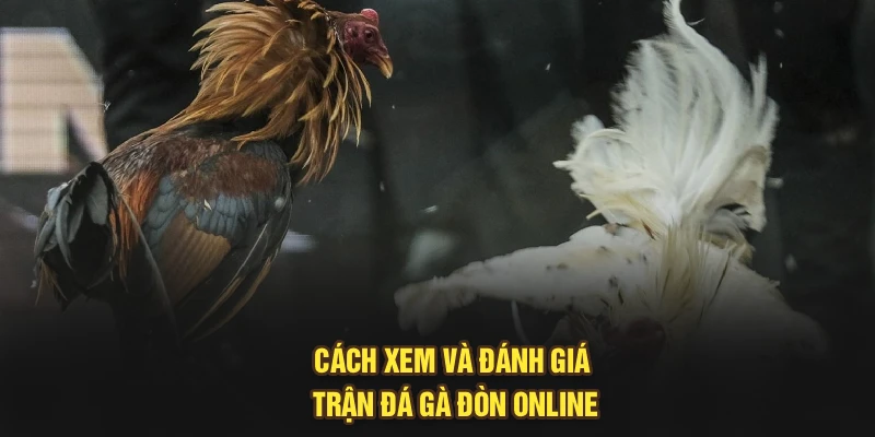 Cách xem và đánh giá trận đá gà đòn online