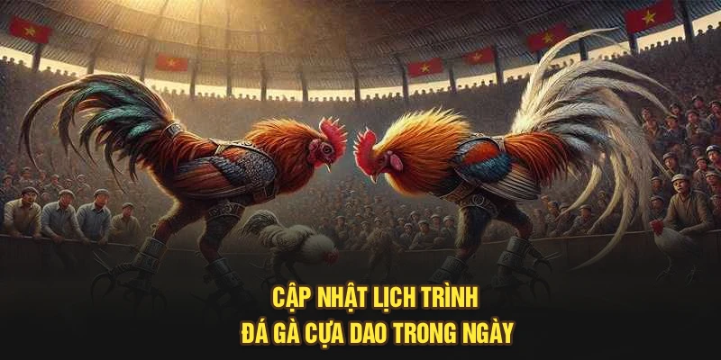Cập nhật lịch trình đá gà cựa dao trong ngày