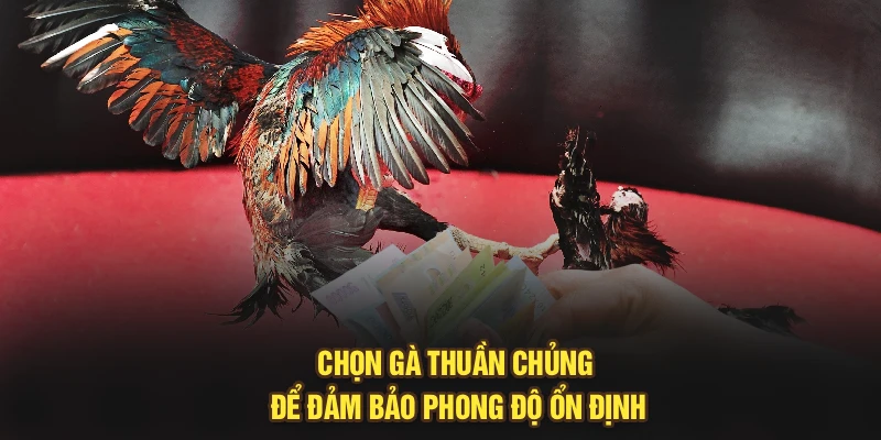 Chọn gà thuần chủng để đảm bảo phong độ ổn định