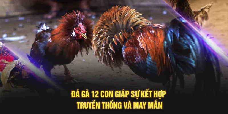 Đá gà 12 con giáp - sự kết hợp truyền thống và may mắn