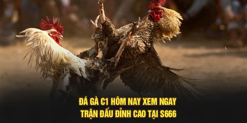 Đá Gà C1 Hôm Nay – Xem Ngay Trận Đấu Đỉnh Cao Tại S666