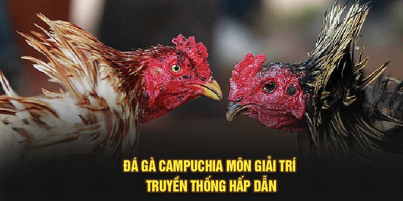 Đá gà Campuchia – môn giải trí truyền thống hấp dẫn