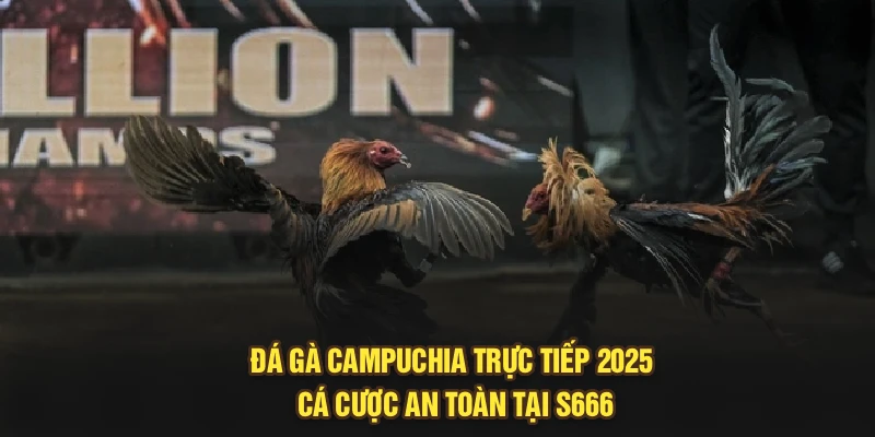 Đá Gà Campuchia Trực Tiếp 2025 – Cá Cược An Toàn Tại S666