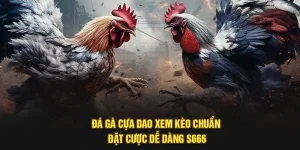 Đá Gà Cựa Dao - Xem Kèo Chuẩn, Đặt Cược Dễ Dàng S666