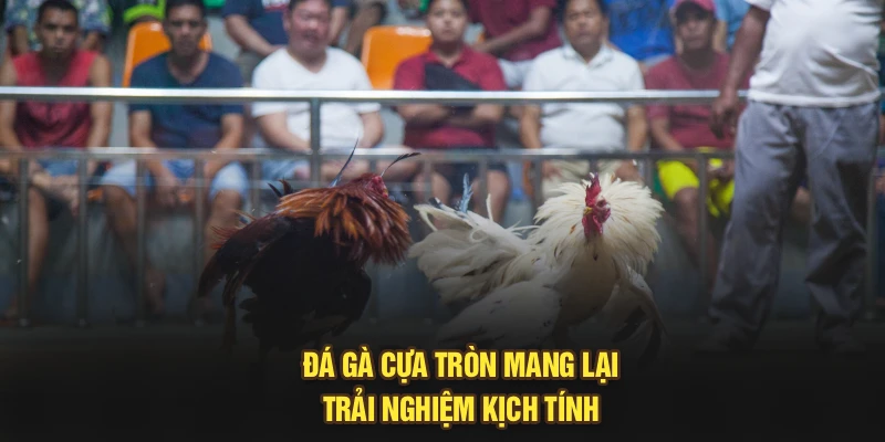 Đá gà cựa tròn mang lại trải nghiệm kịch tính
