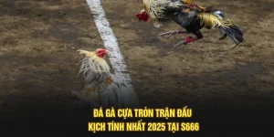 Đá Gà Cựa Tròn – Trận Đấu Kịch Tính Nhất 2025 Tại S666