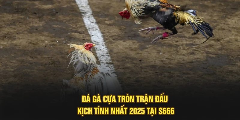 Đá Gà Cựa Tròn – Trận Đấu Kịch Tính Nhất 2025 Tại S666