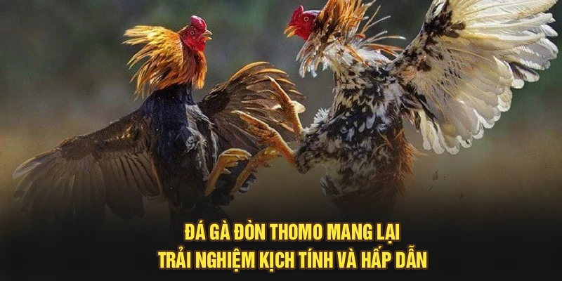 Đá gà đòn Thomo mang lại trải nghiệm kịch tính và hấp dẫn