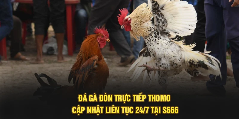 Đá Gà Đòn Trực Tiếp Thomo - Cập Nhật Liên Tục 24/7 Tại S666