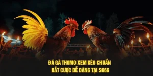 Đá Gà Thomo – Xem Kèo Chuẩn, Bắt Cược Dễ Dàng Tại S666