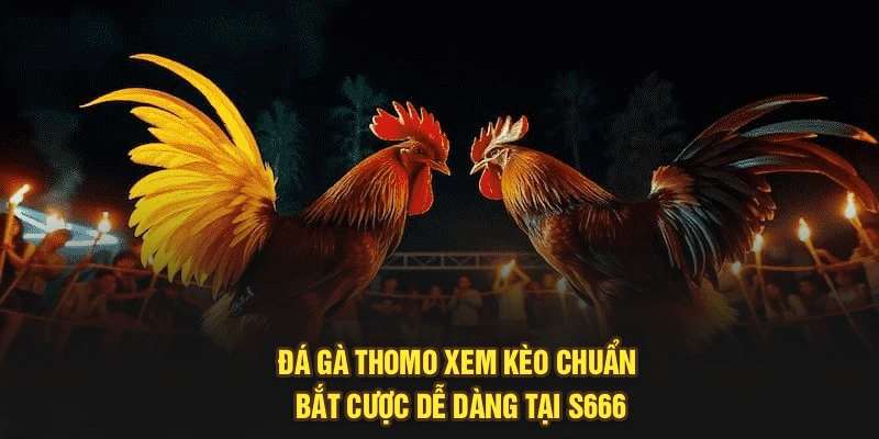 Đá Gà Thomo – Xem Kèo Chuẩn, Bắt Cược Dễ Dàng Tại S666