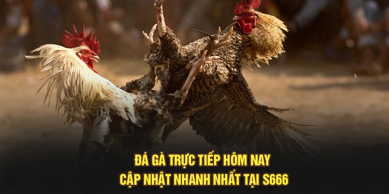 Đá Gà Trực Tiếp Hôm Nay – Cập Nhật Nhanh Nhất Tại S666