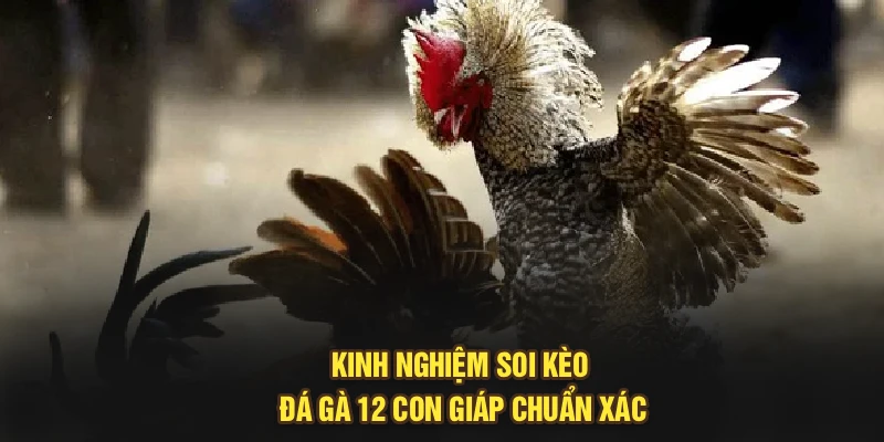Kinh nghiệm soi kèo đá gà 12 con giáp chuẩn xác