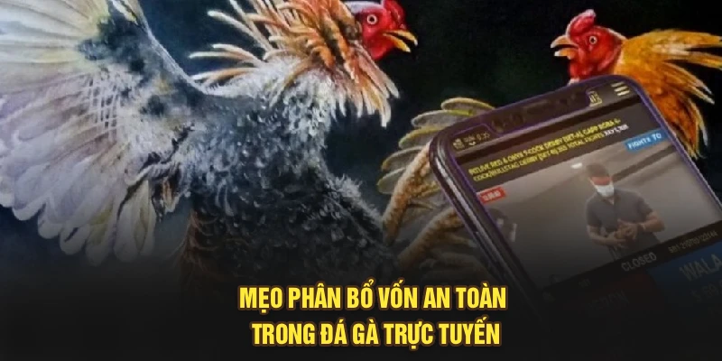 Mẹo phân bổ vốn an toàn trong đá gà trực tuyến