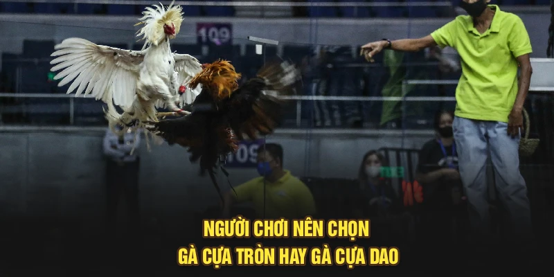 Người chơi nên chọn gà cựa tròn hay gà cựa dao