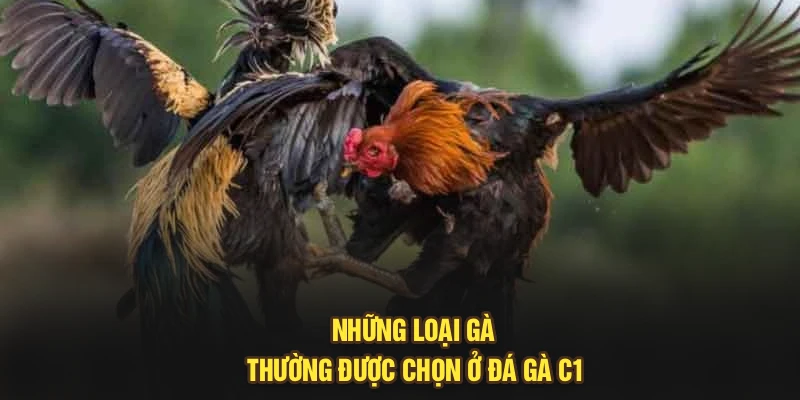 Những loại gà thường được chọn ở đá gà C1
