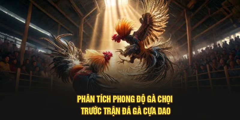 Phân tích phong độ gà chọi trước trận đá gà cựa dao