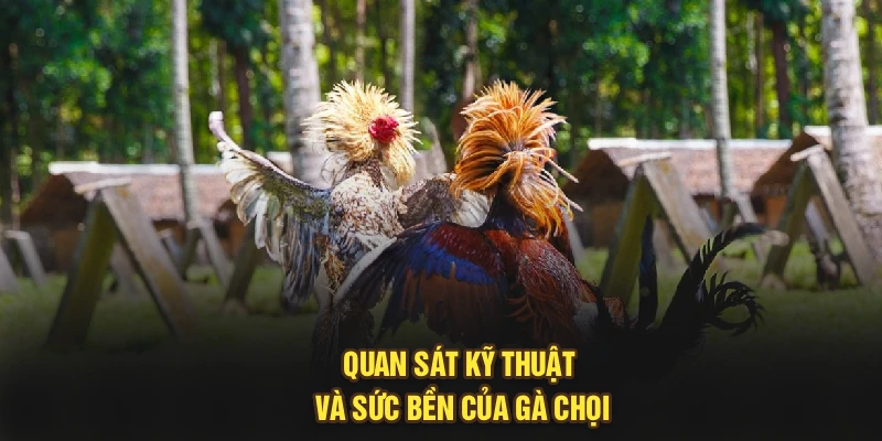 Quan sát kỹ thuật và sức bền của gà chọi
