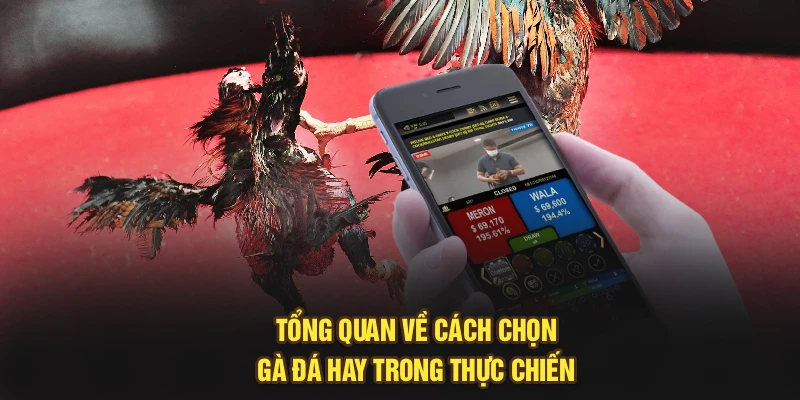 Tổng quan về cách chọn gà đá hay trong thực chiến