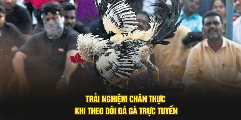 Trải nghiệm chân thực khi theo dõi đá gà trực tuyến