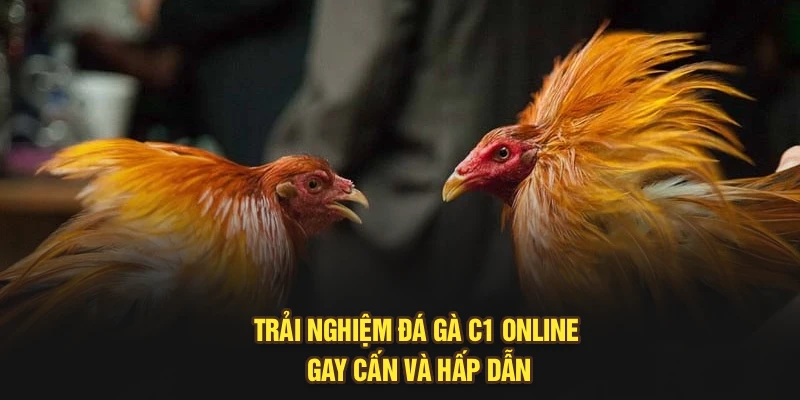 Trải nghiệm đá gà C1 online gay cấn và hấp dẫn
