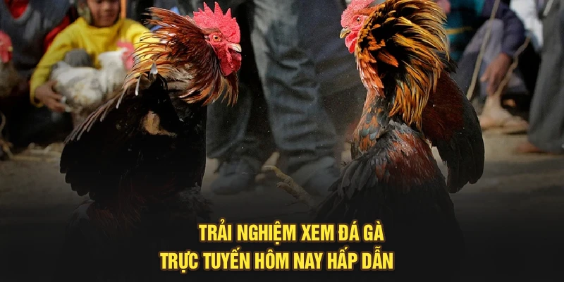 Trải nghiệm xem đá gà trực tuyến hôm nay hấp dẫn