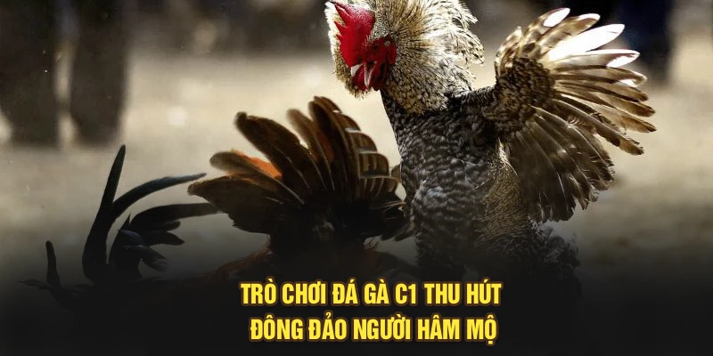 Trò chơi đá gà C1 thu hút đông đảo người hâm mộ