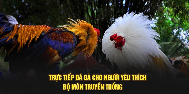 Trực tiếp đá gà cho người yêu thích bộ môn truyền thống