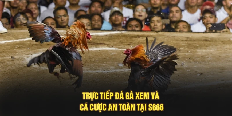Trực Tiếp Đá Gà - Xem Và Cá Cược An Toàn Tại S666