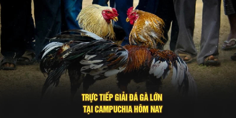 Trực tiếp giải đá gà lớn tại Campuchia hôm nay