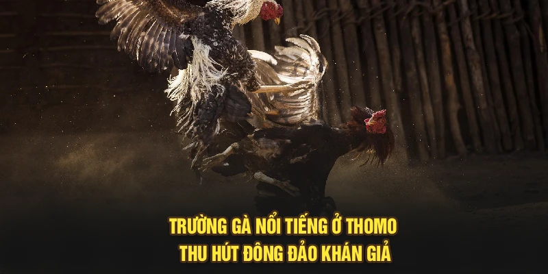 Trường gà nổi tiếng ở Thomo thu hút đông đảo khán giả