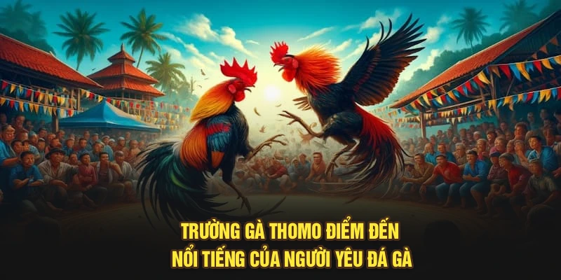 Trường gà Thomo – điểm đến nổi tiếng của người yêu đá gà